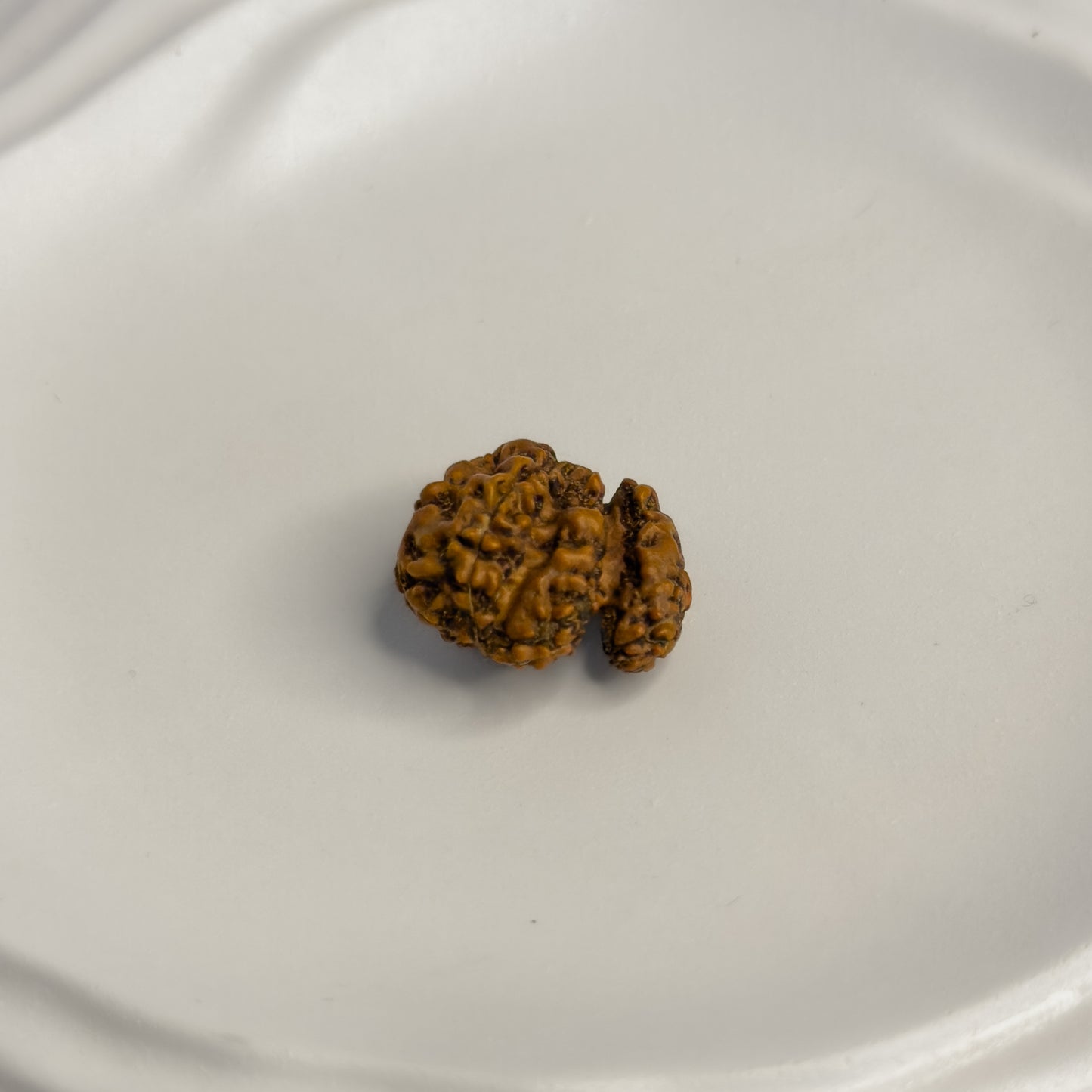 Trijuti Rudraksha (Large) – Rare 3 Naturally Joined Beads | Java, Indonesia