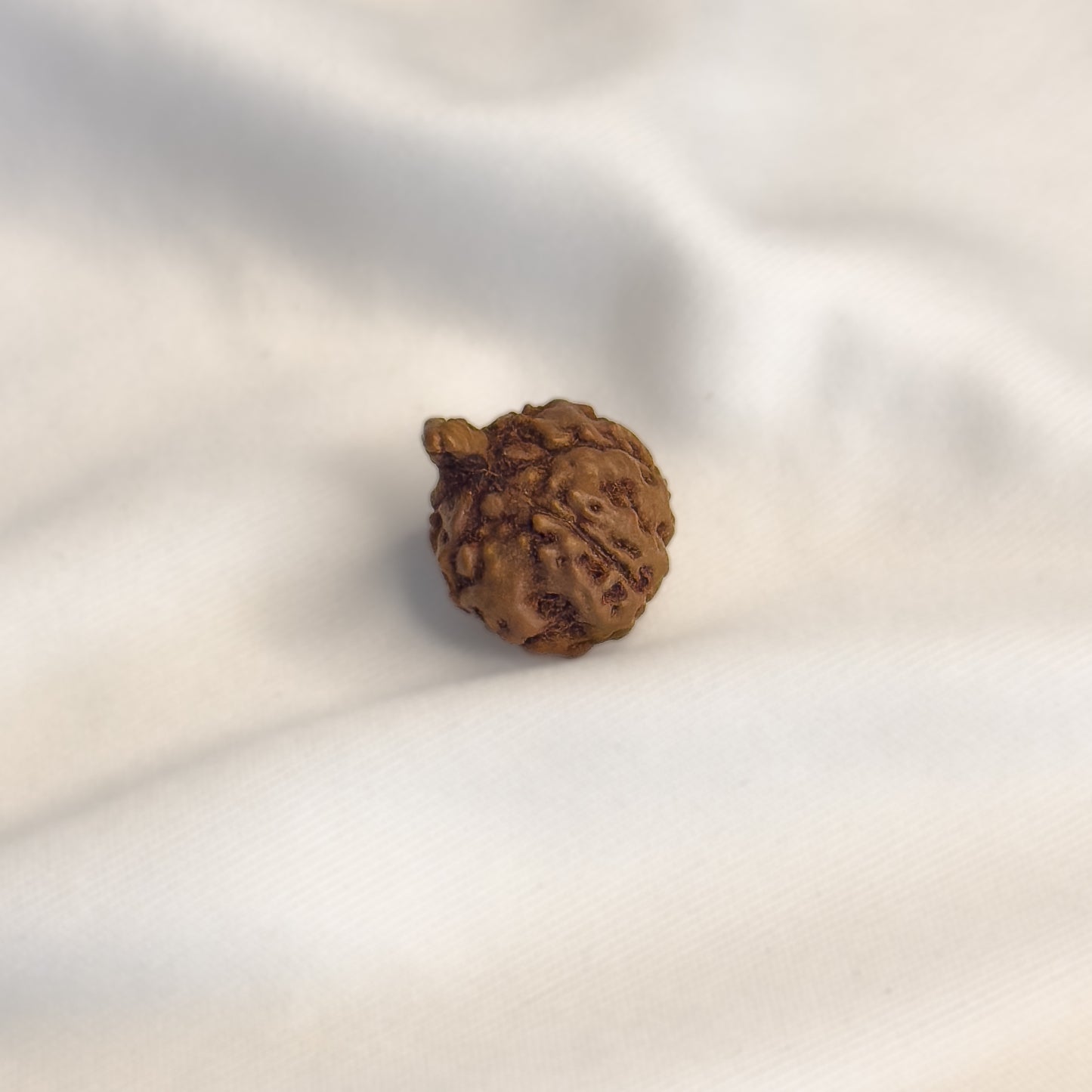 Ganesh Rudraksha Bead – Natural Trunk Formation | Java, Indonesia