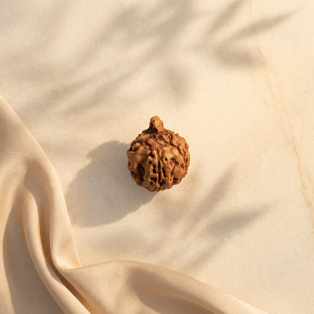 Ganesh Rudraksha Bead – Natural Trunk Formation | Java, Indonesia