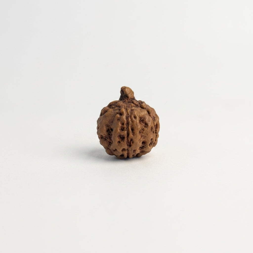 Ganesh Rudraksha Bead – Natural Trunk Formation | Java, Indonesia
