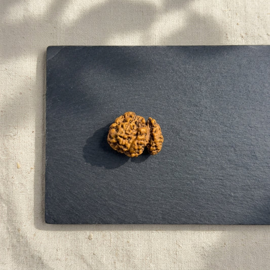 Trijuti Rudraksha (Large) – Rare 3 Naturally Joined Beads | Java, Indonesia