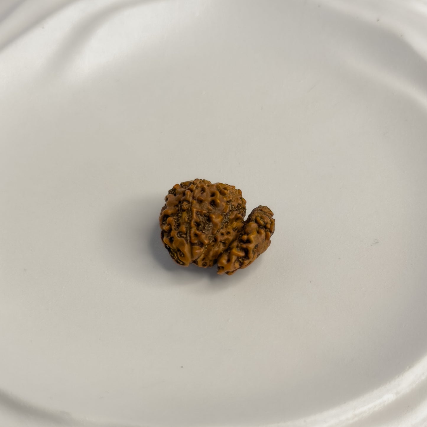 Trijuti Rudraksha (Large) – Rare 3 Naturally Joined Beads | Java, Indonesia