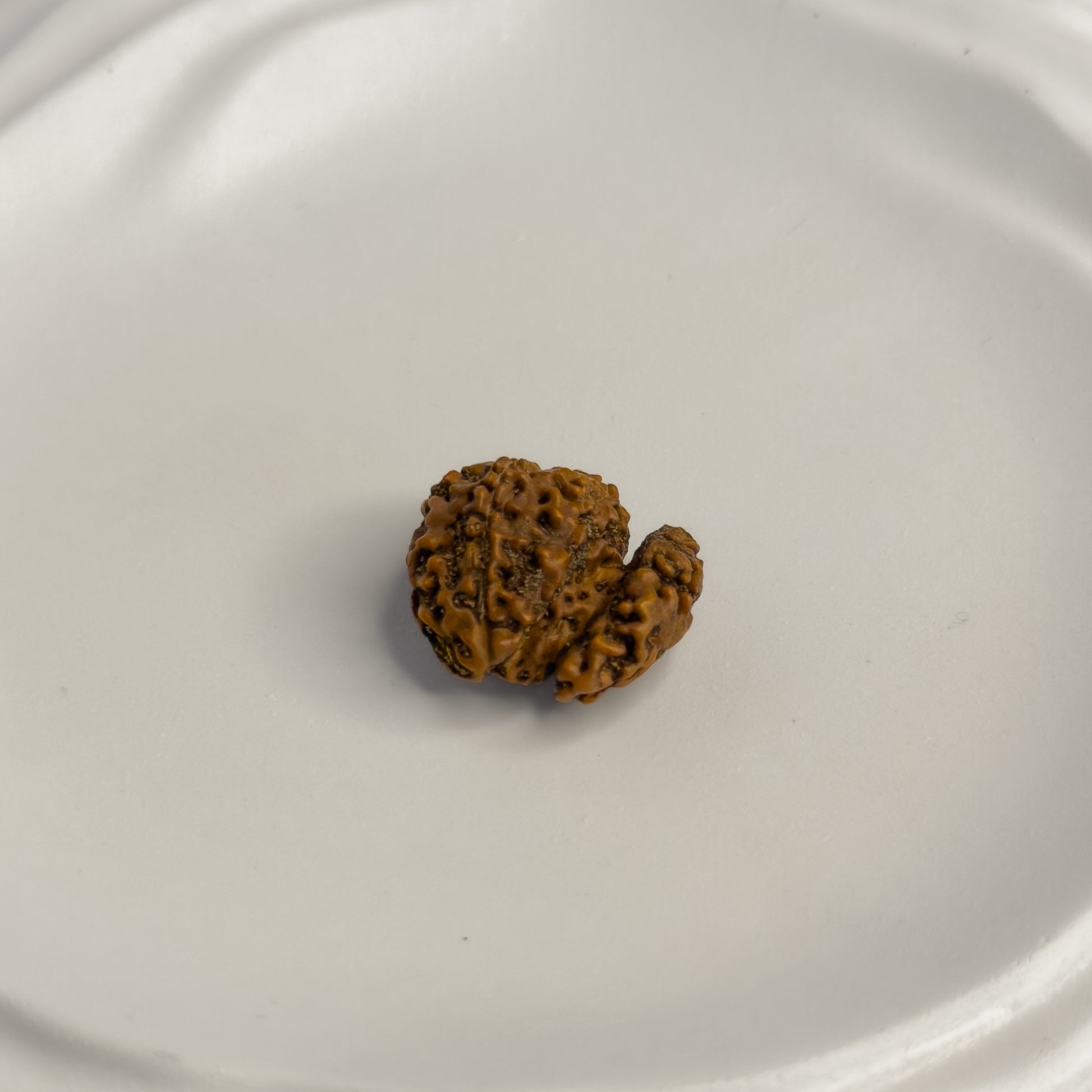 Trijuti Rudraksha (Large) – Rare 3 Naturally Joined Beads | Java, Indonesia