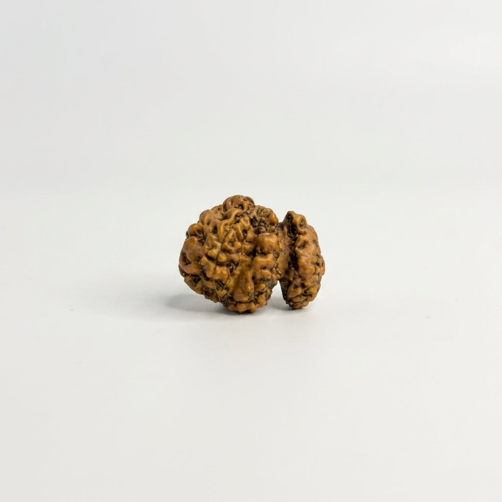 Trijuti Rudraksha (Large) – Rare 3 Naturally Joined Beads | Java, Indonesia