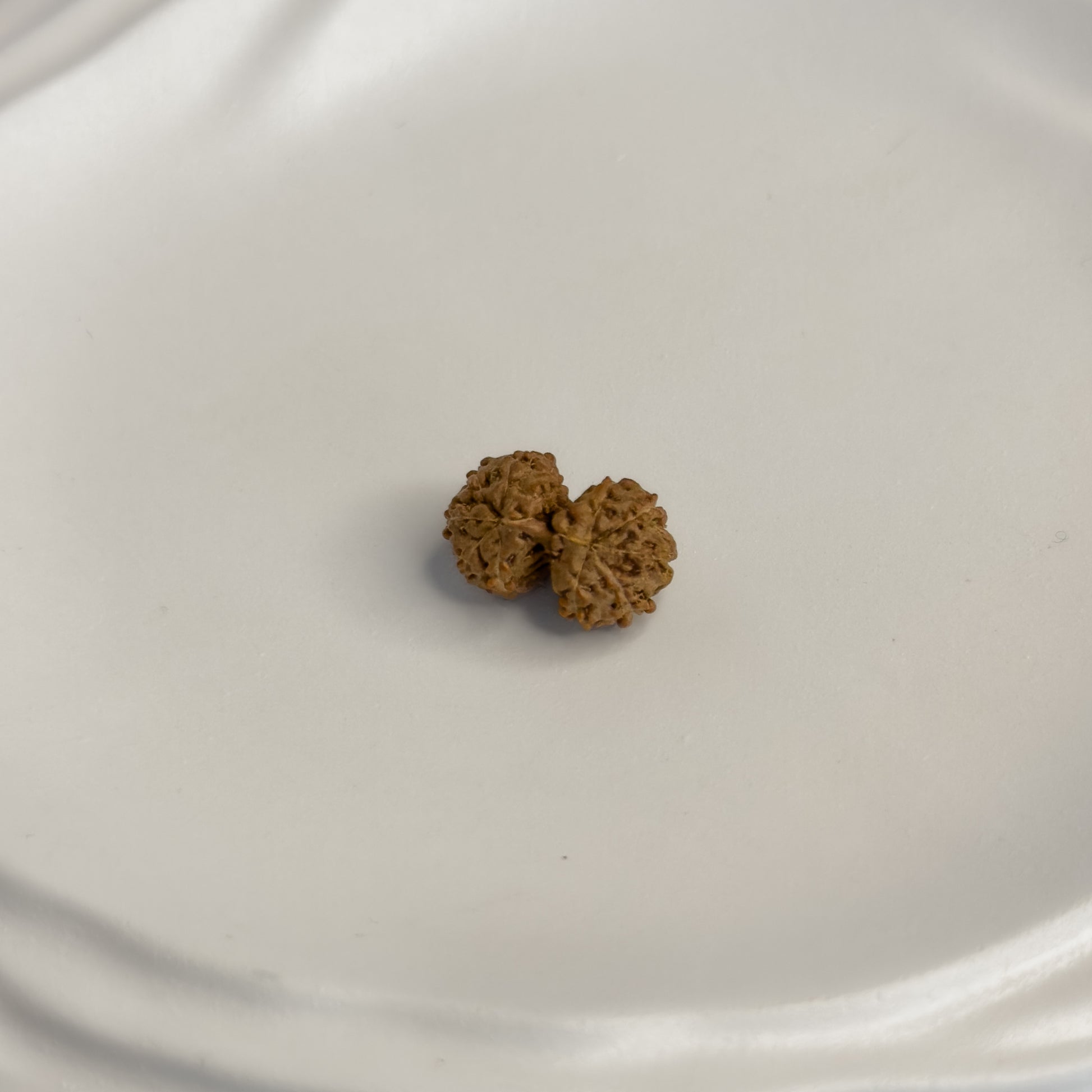 Gauri Shankar Rudraksha – Naturally Joined Beads | Java, Indonesia