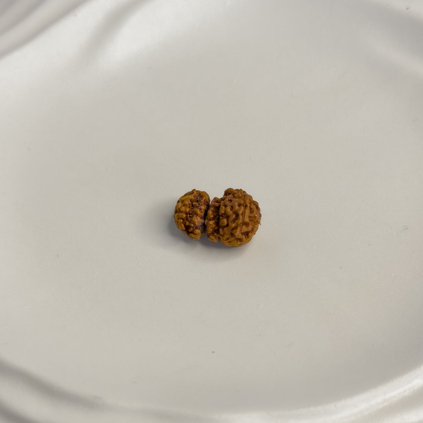Trijuti Rudraksha (Small) – Rare 3 Naturally Joined Beads | Java, Indonesia