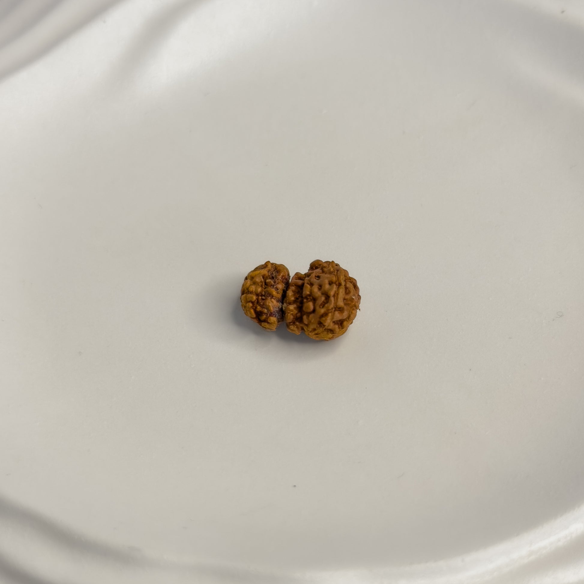 Trijuti Rudraksha (Small) – Rare 3 Naturally Joined Beads | Java, Indonesia