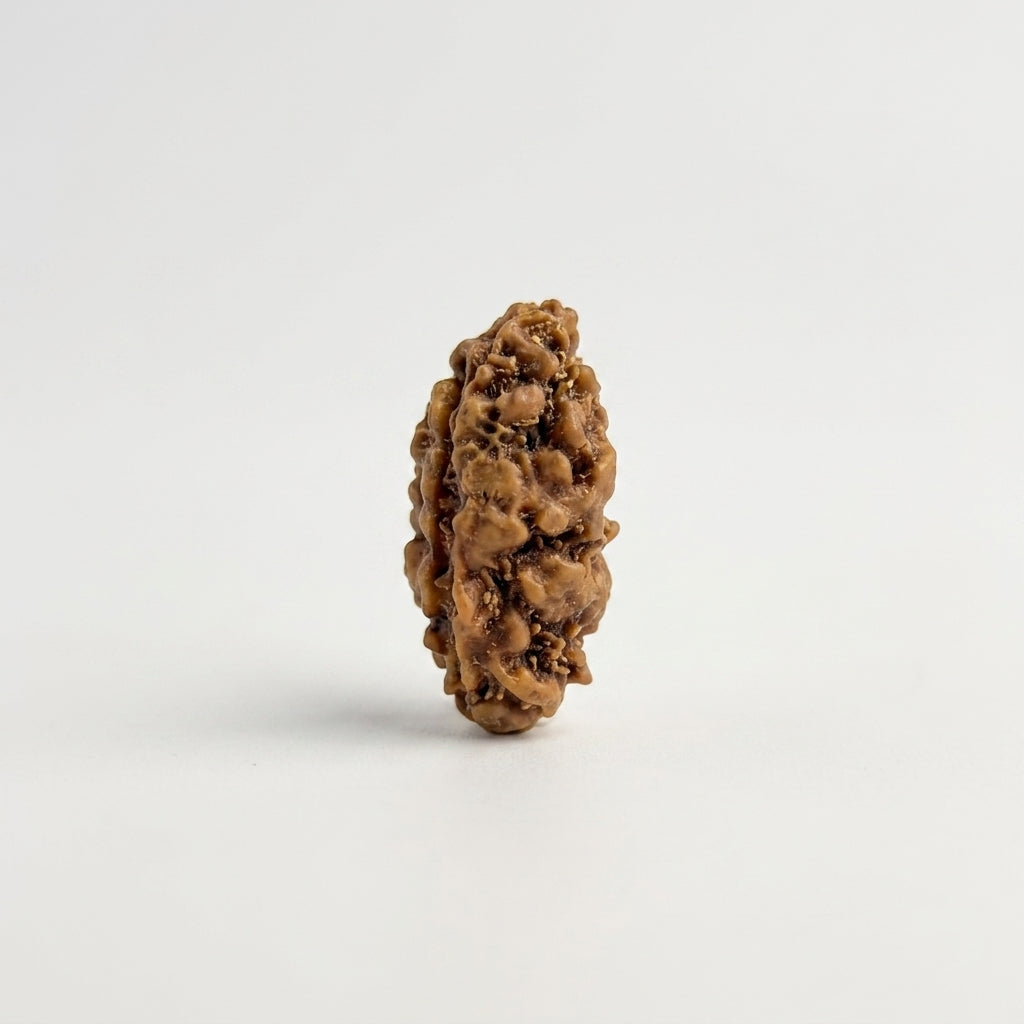 1 Mukhi Rudraksha | Java, Indonesia