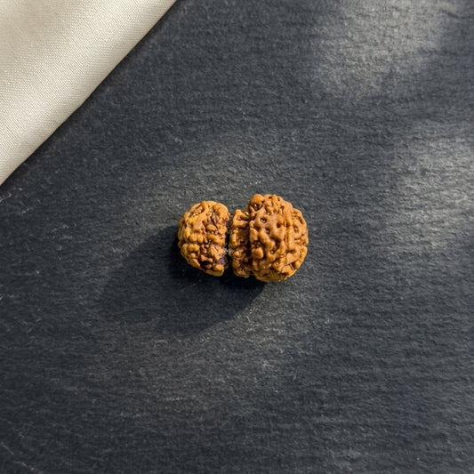 Trijuti Rudraksha (Small) – Rare 3 Naturally Joined Beads | Java, Indonesia